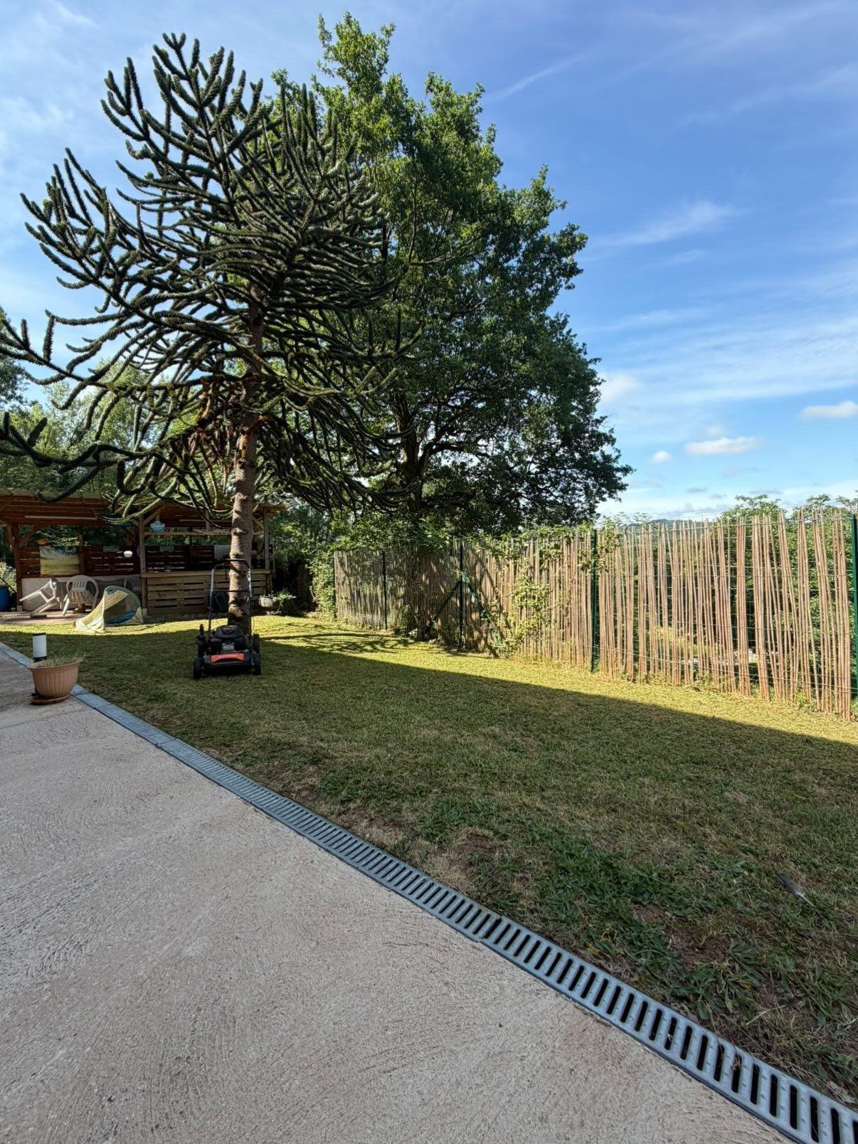 Jardin tondu avec araucaria Corrèze